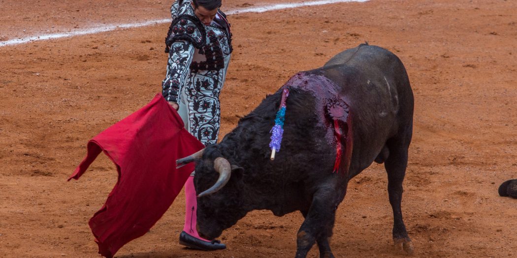 Quieren Prohibir Corridas De Toros Y Peleas De Gallos En Tepa Y Todo