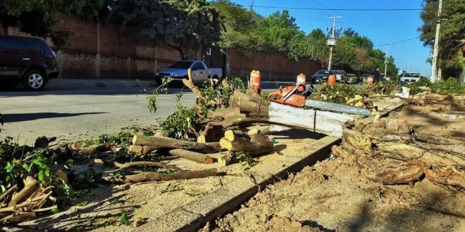 Habrá sanción por derribo de árboles en la calle Morelos | Kiosco  Informativo